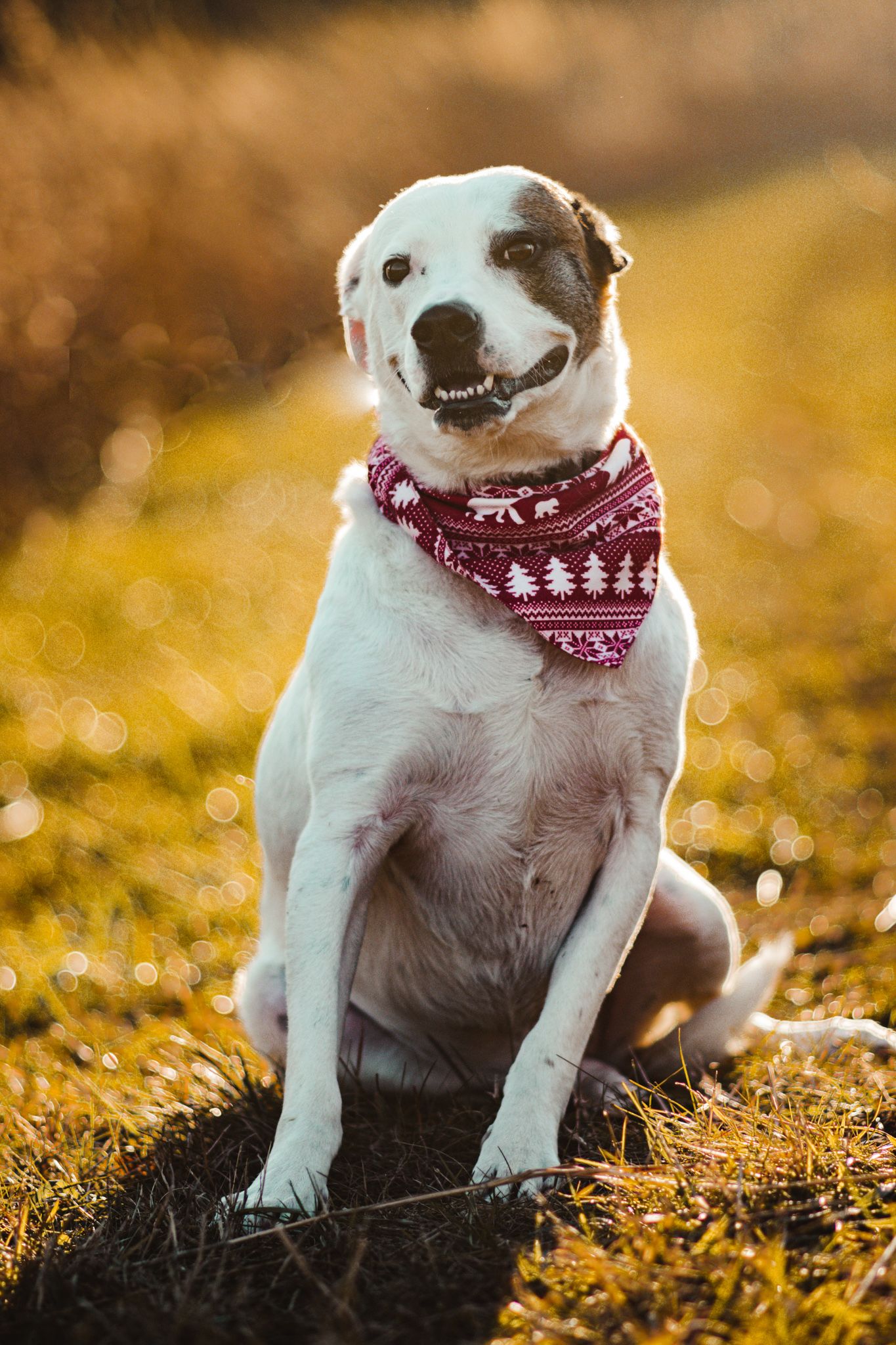 White dog wearing festive Christmas bandana sitting on grass with golden bokeh background.