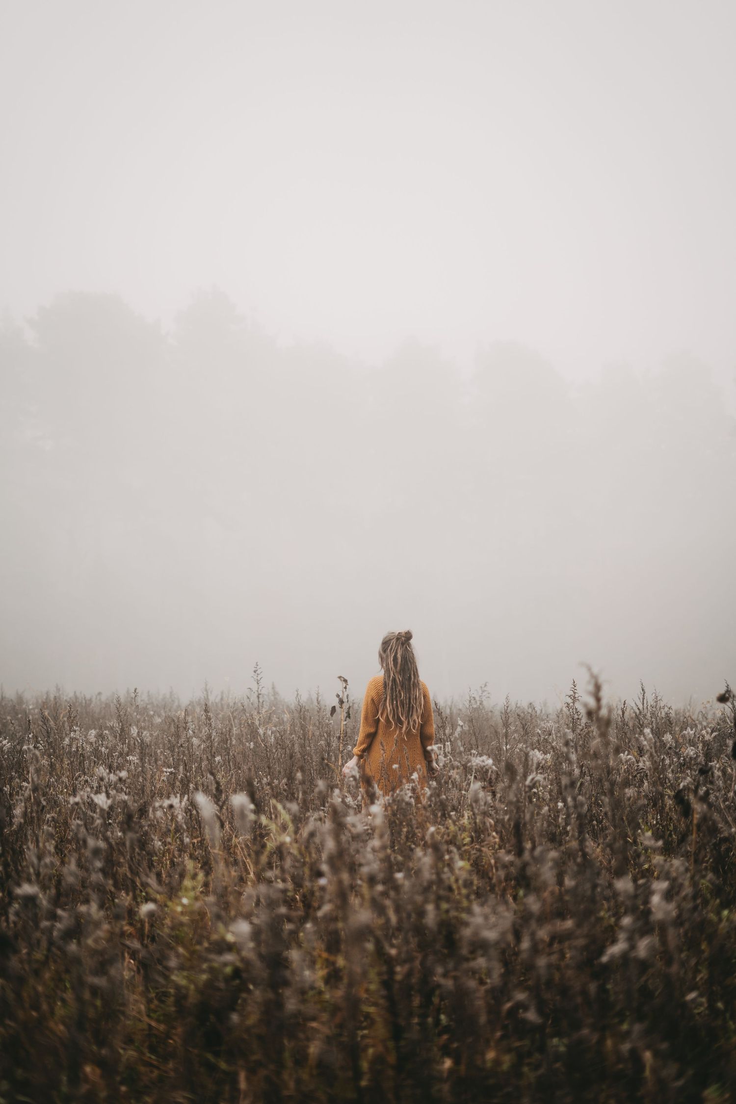 Misty field of cotton plants stretching into foggy horizon.