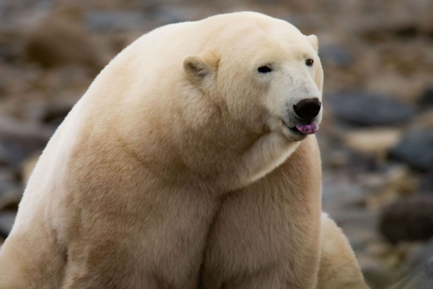 Cory J. Cravatta photo of a Polar Bear sticking its tongue out in Churchill, Manitoba