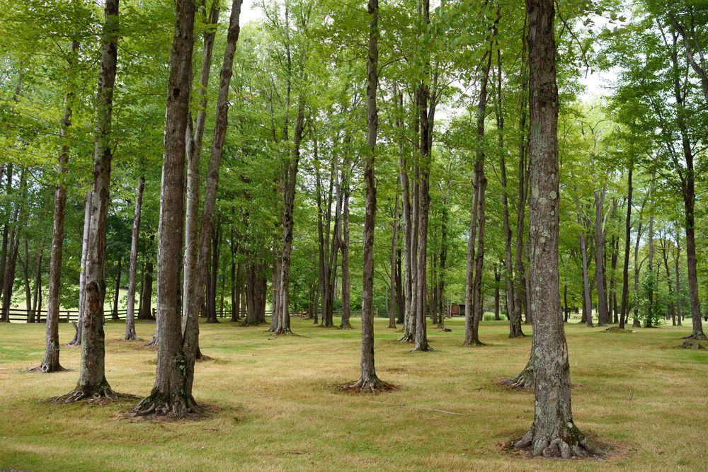 Trees at Crystal Brook Farm in Chagrin Falls, Ohio.