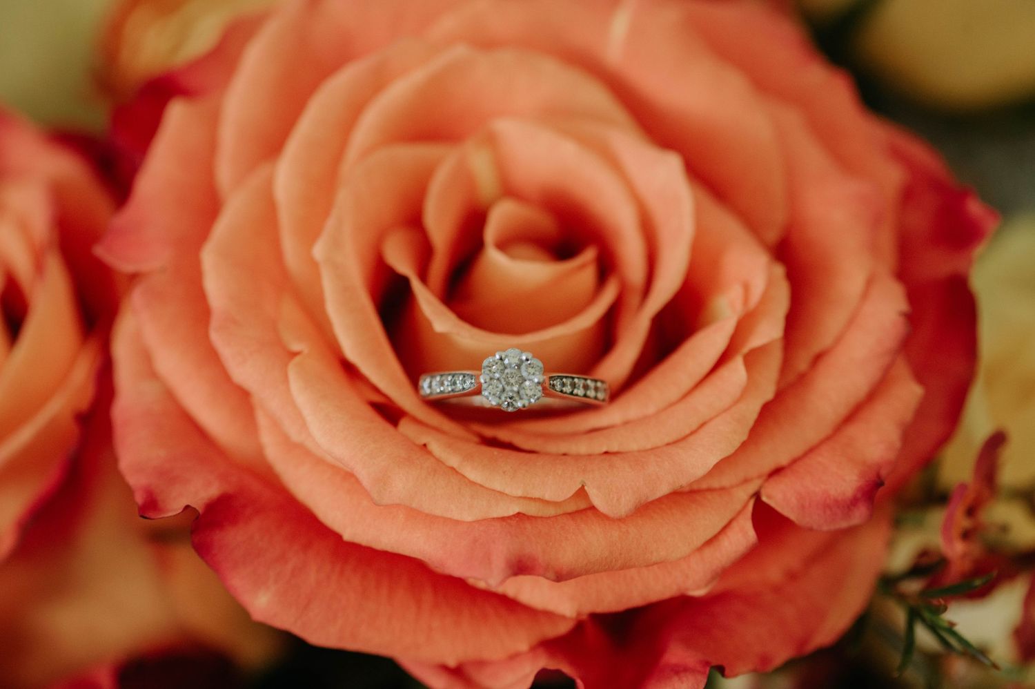 A sparkling engagement ring nestled in the petals of a coral-colored rose.