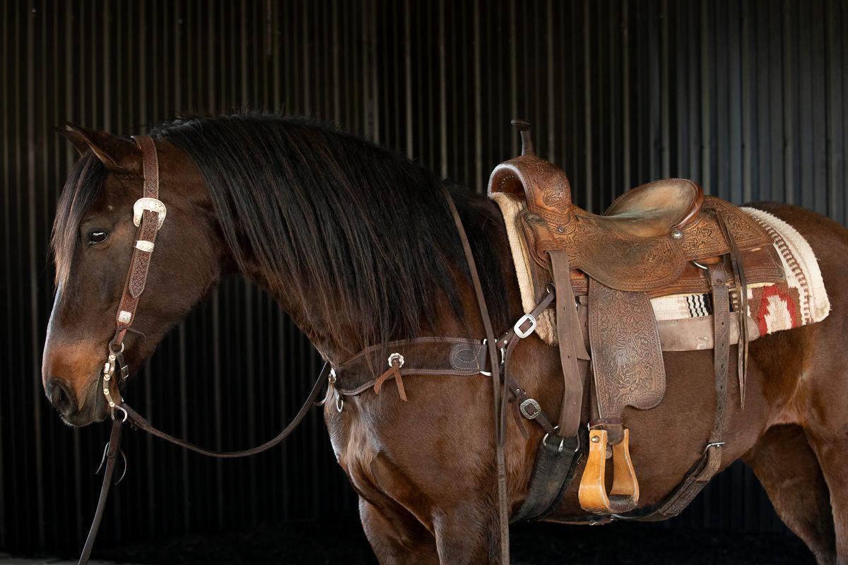 Dark bay horse with wesern saddle