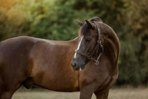 Photographe equestre, portrait poney