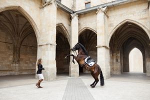 Dressage de cheval qui cabre