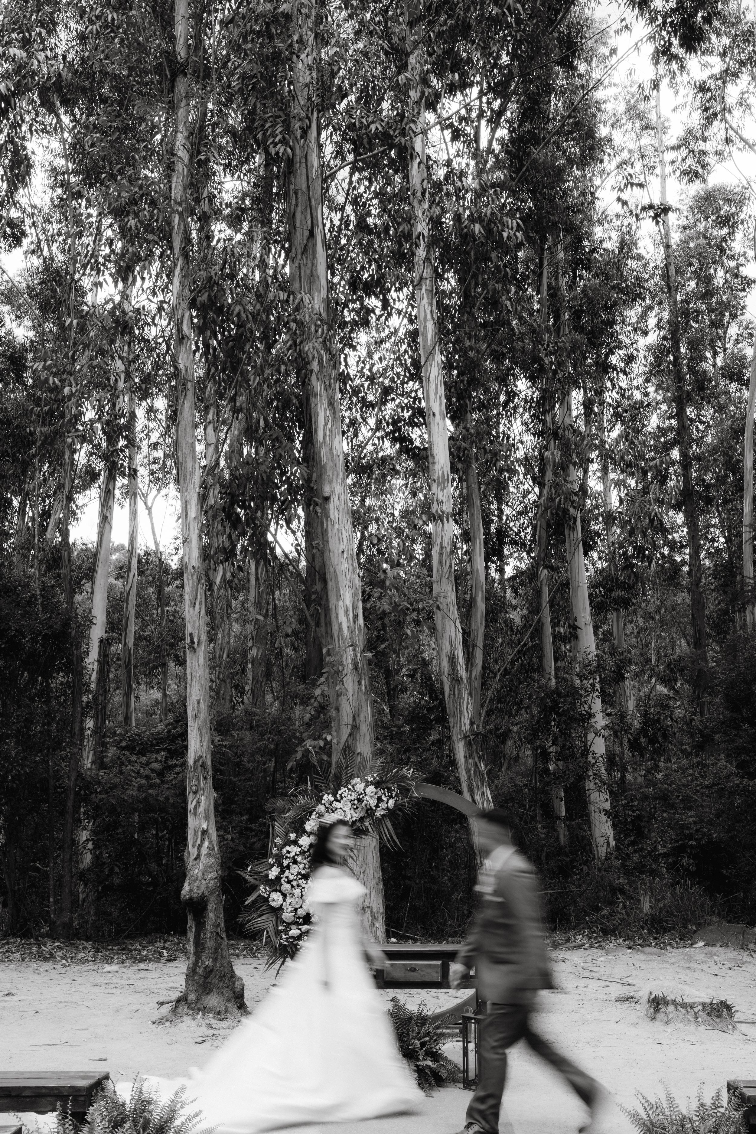 Artistic black and white motion blur photo in eucalyptus forest.
