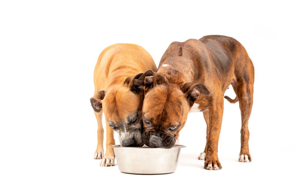 fotografia-canina