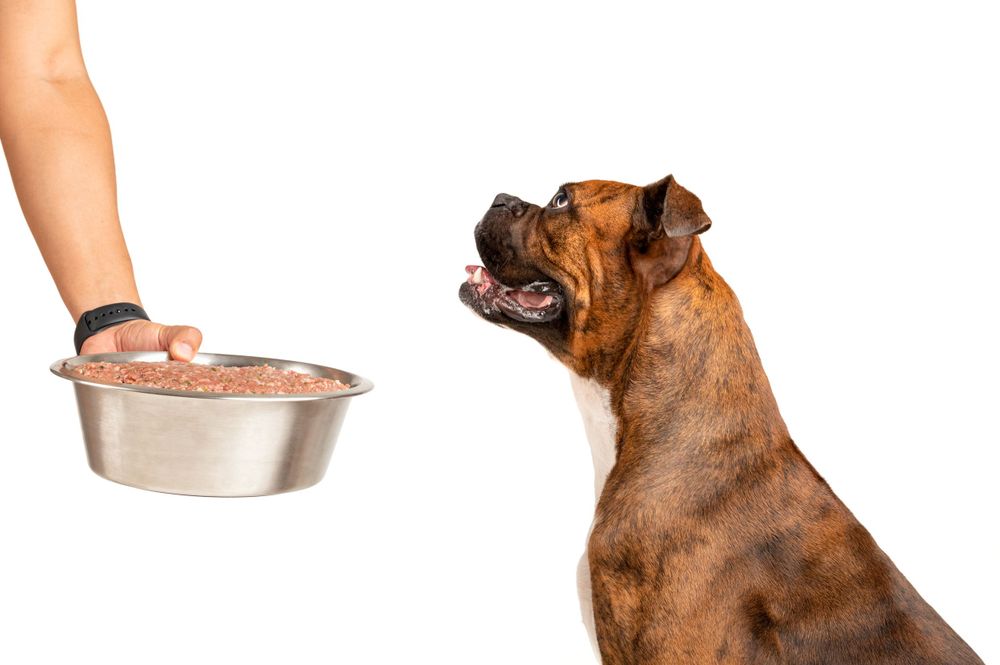 Fotografía canina profesional en exteriores