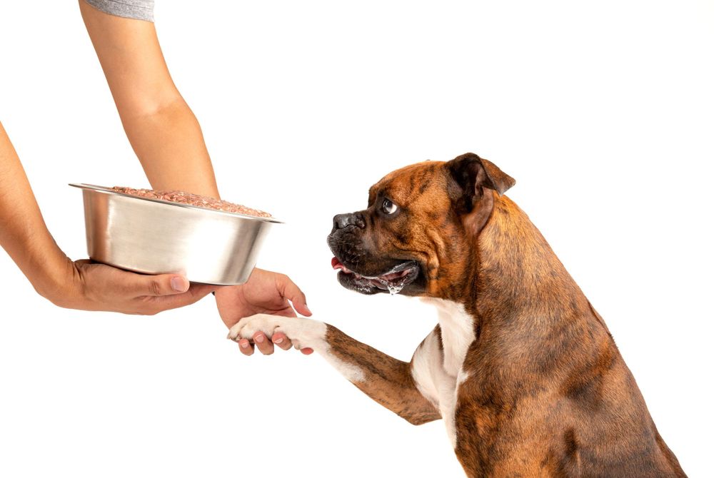 Fotografía canina profesional en exteriores