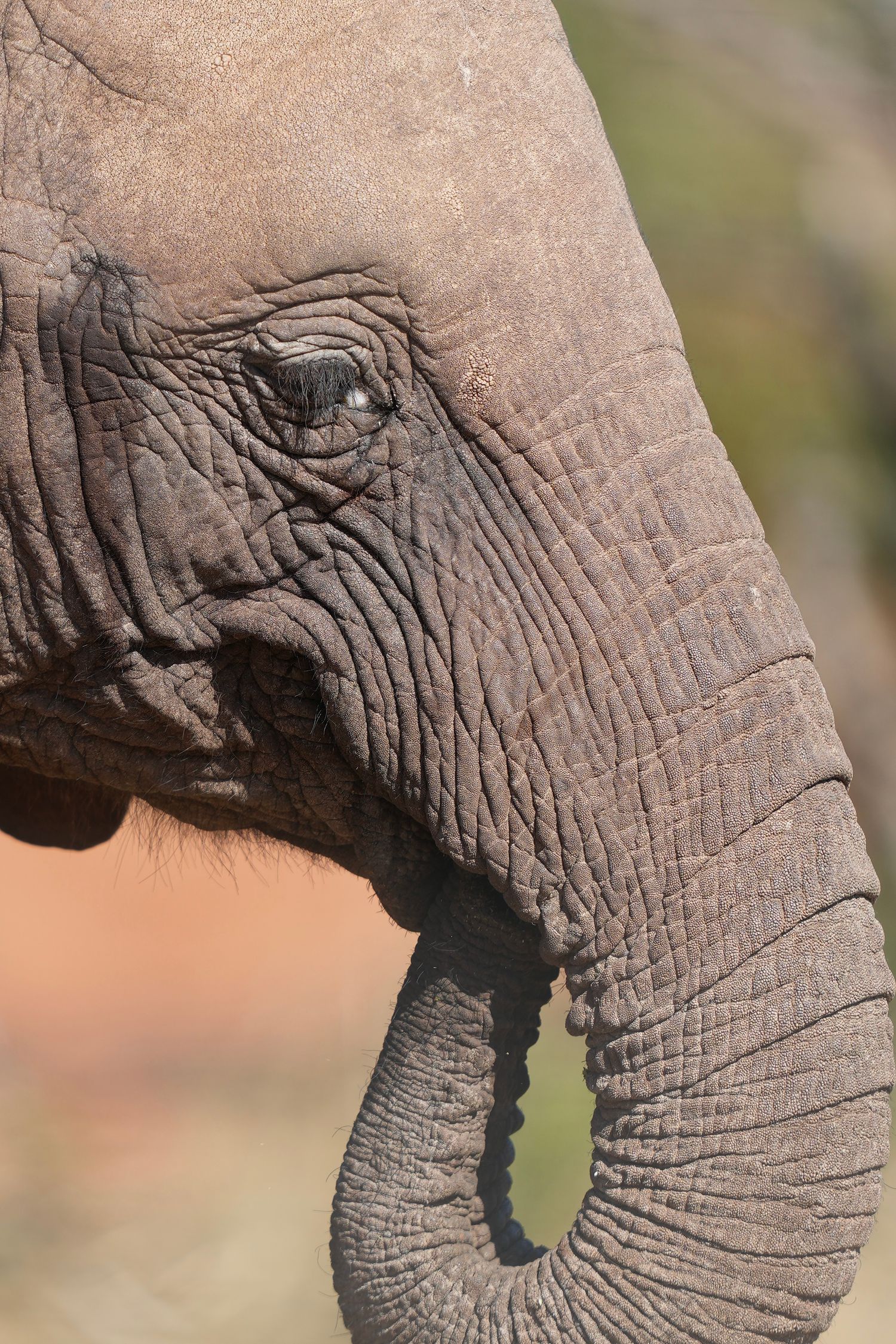 Close-up sequence showing the wrinkled texture and detail of an elephant's trunk against a blurred background.