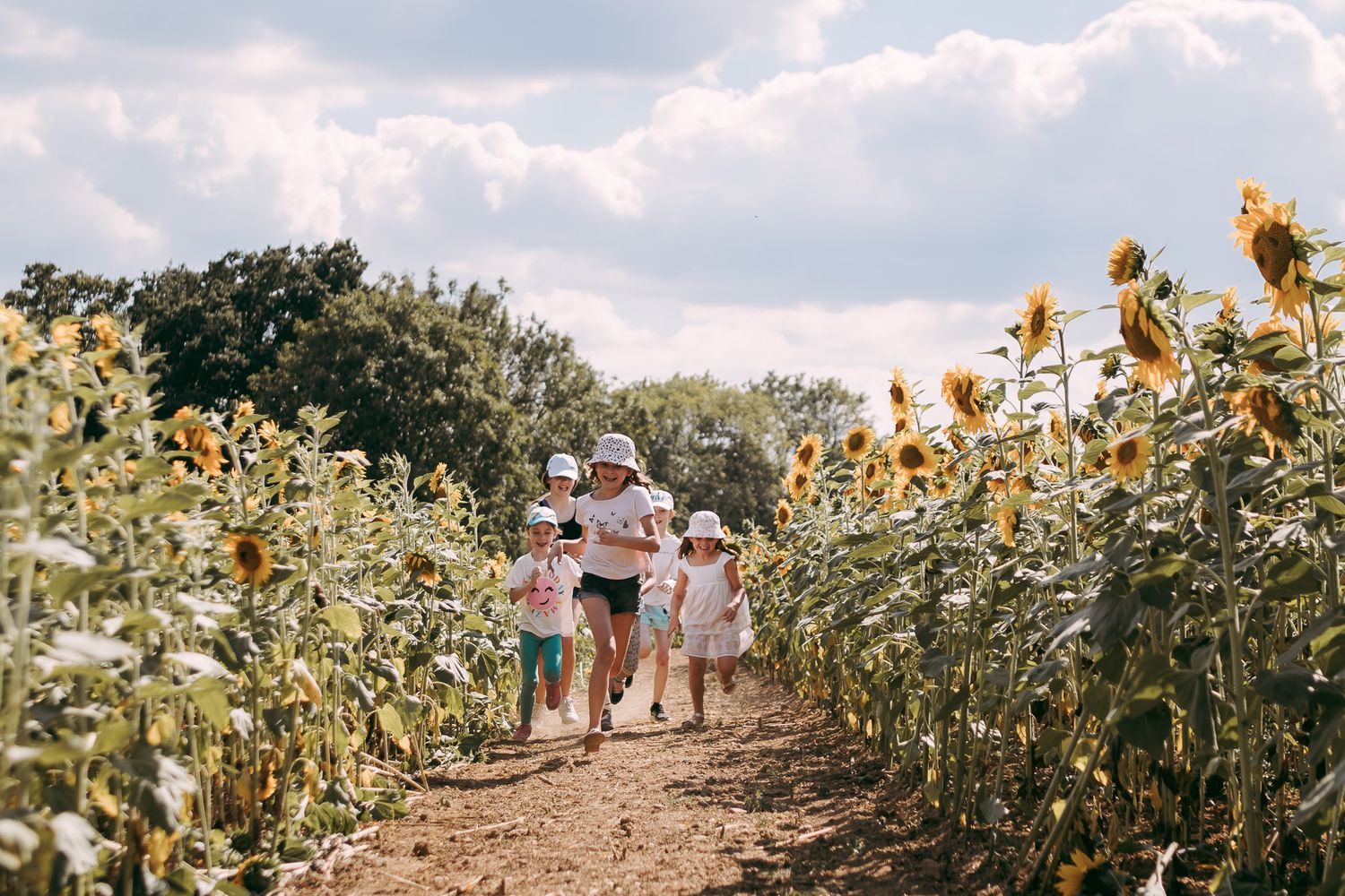 Children's Portraits in Sunflowers