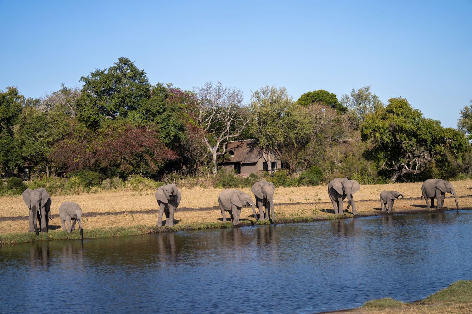 Herd of elephants drinking water at the edge of a river with a safari lodge in the background.