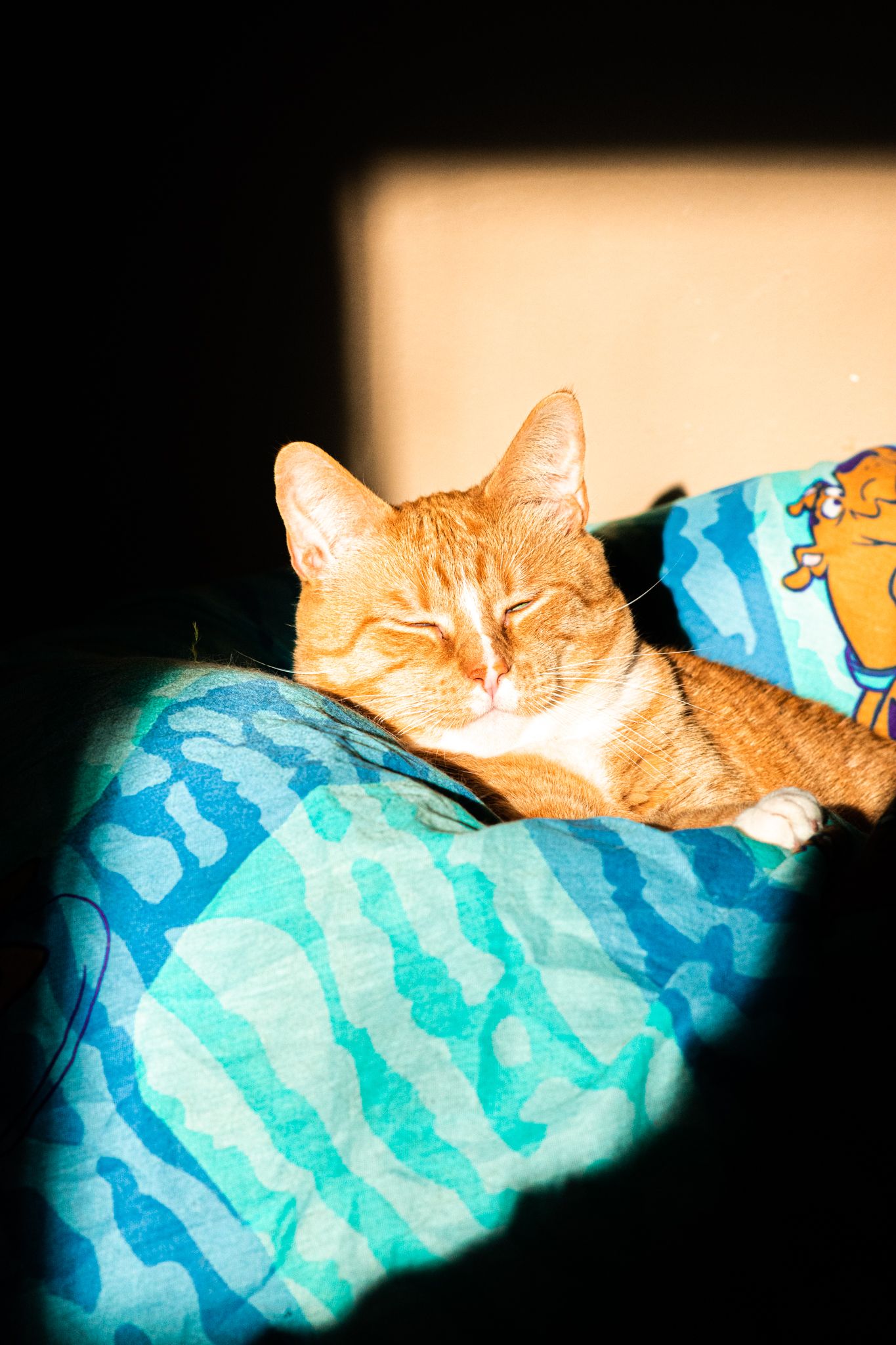 Orange tabby cat relaxing on blue patterned bedding in warm sunlight.