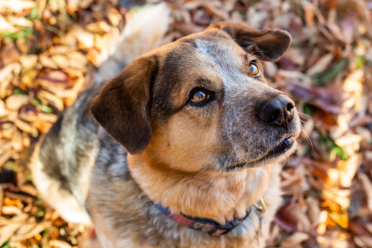 Colorado pet portrait photographer, Colorado pet photographer, Denver pet photographer, Denver pet portrait photographer