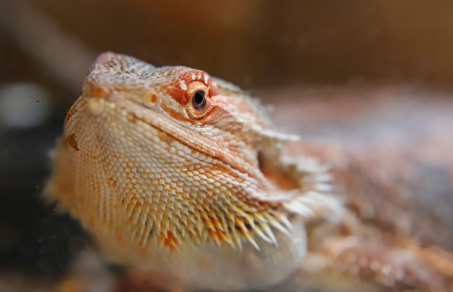 lizard