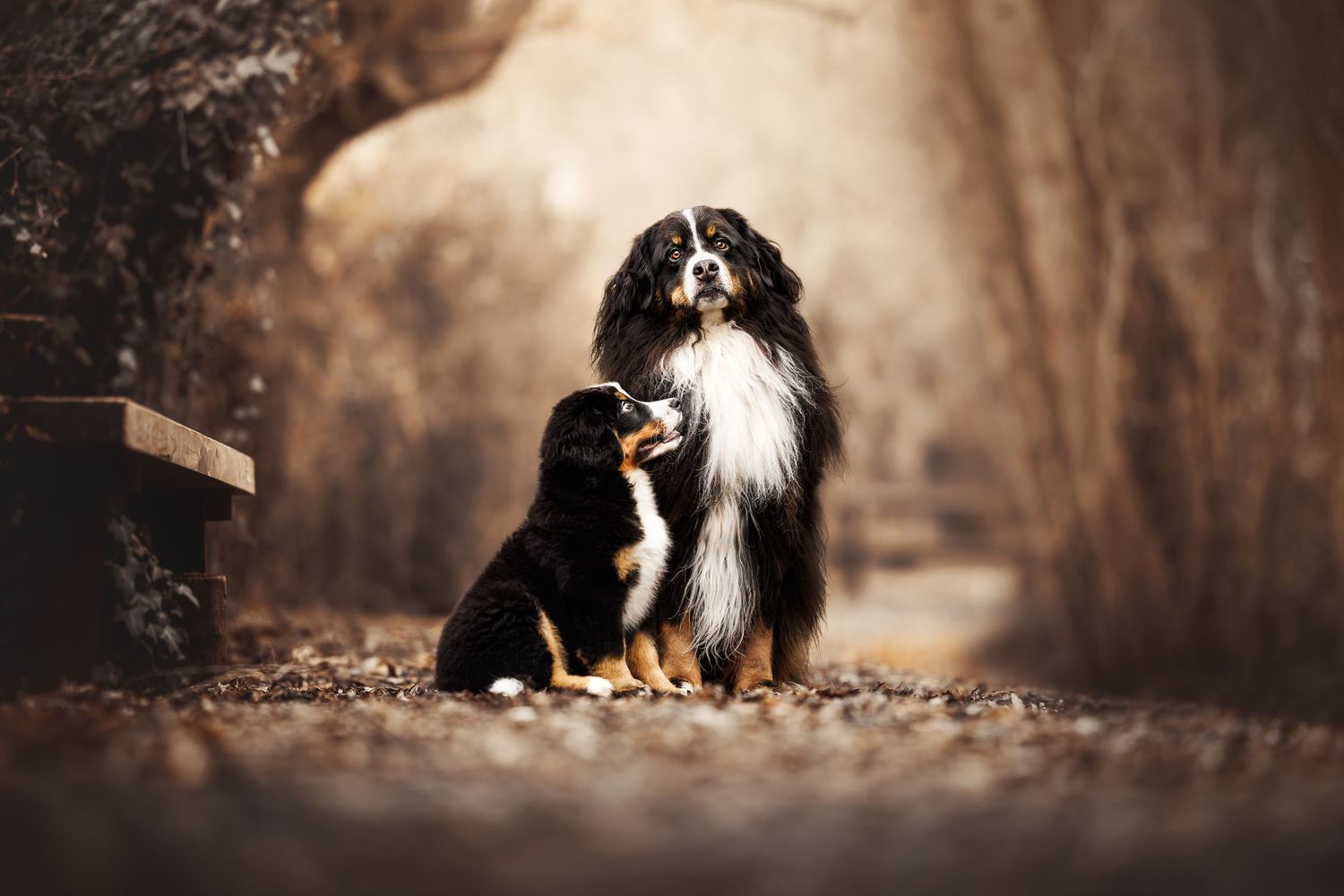 Two Bernese Mountain Dogs sitting together on an autumn forest path in warm sepia tones.
