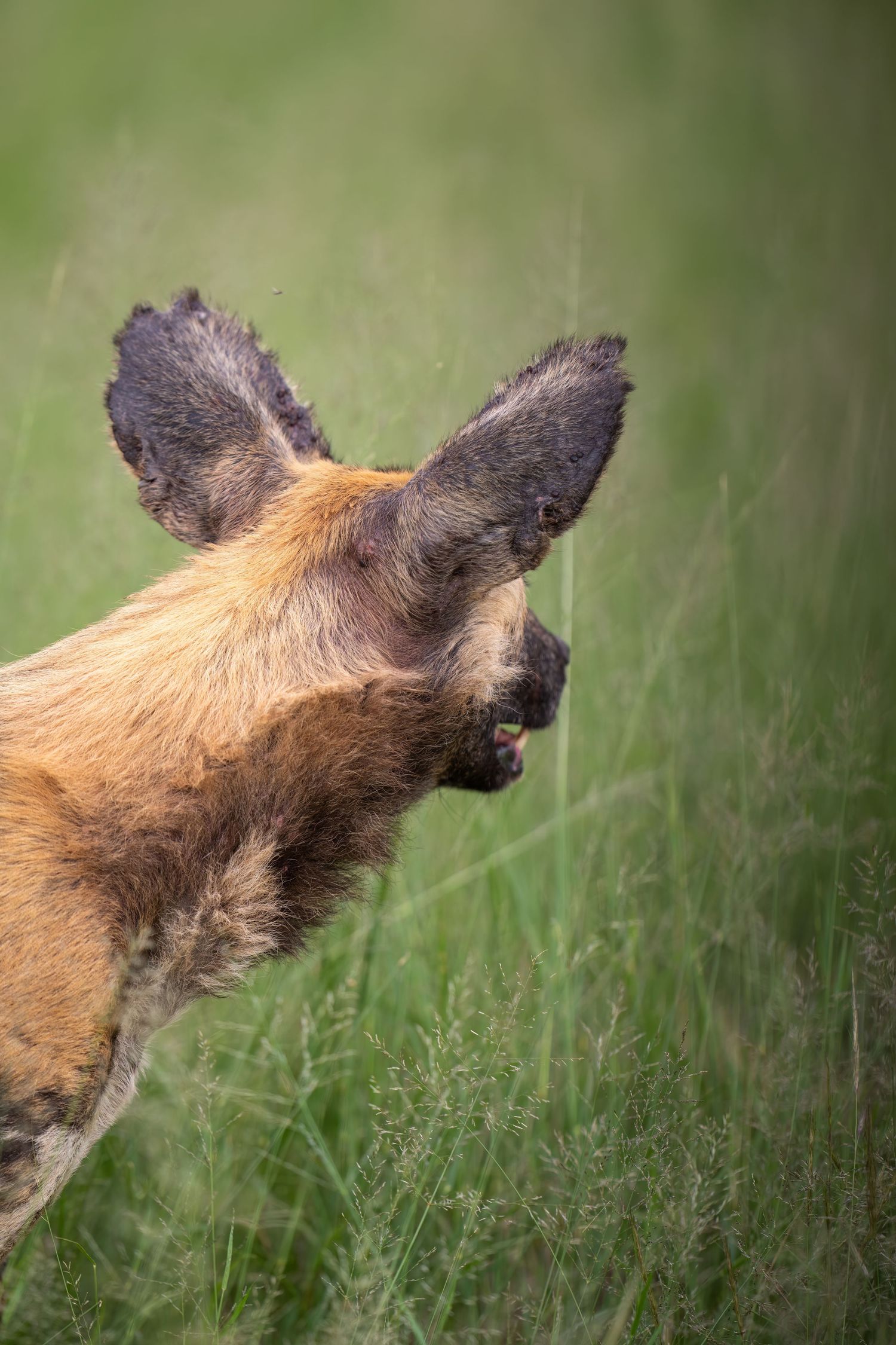 Close-up of African wild dog's distinctive large ears in tall grass.