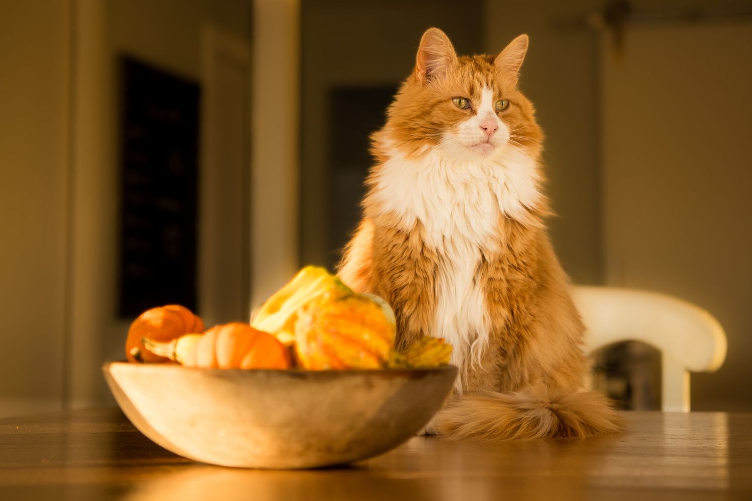 A fluffy orange and white cat sits upright on a wooden table next to a bowl filled with gourds.