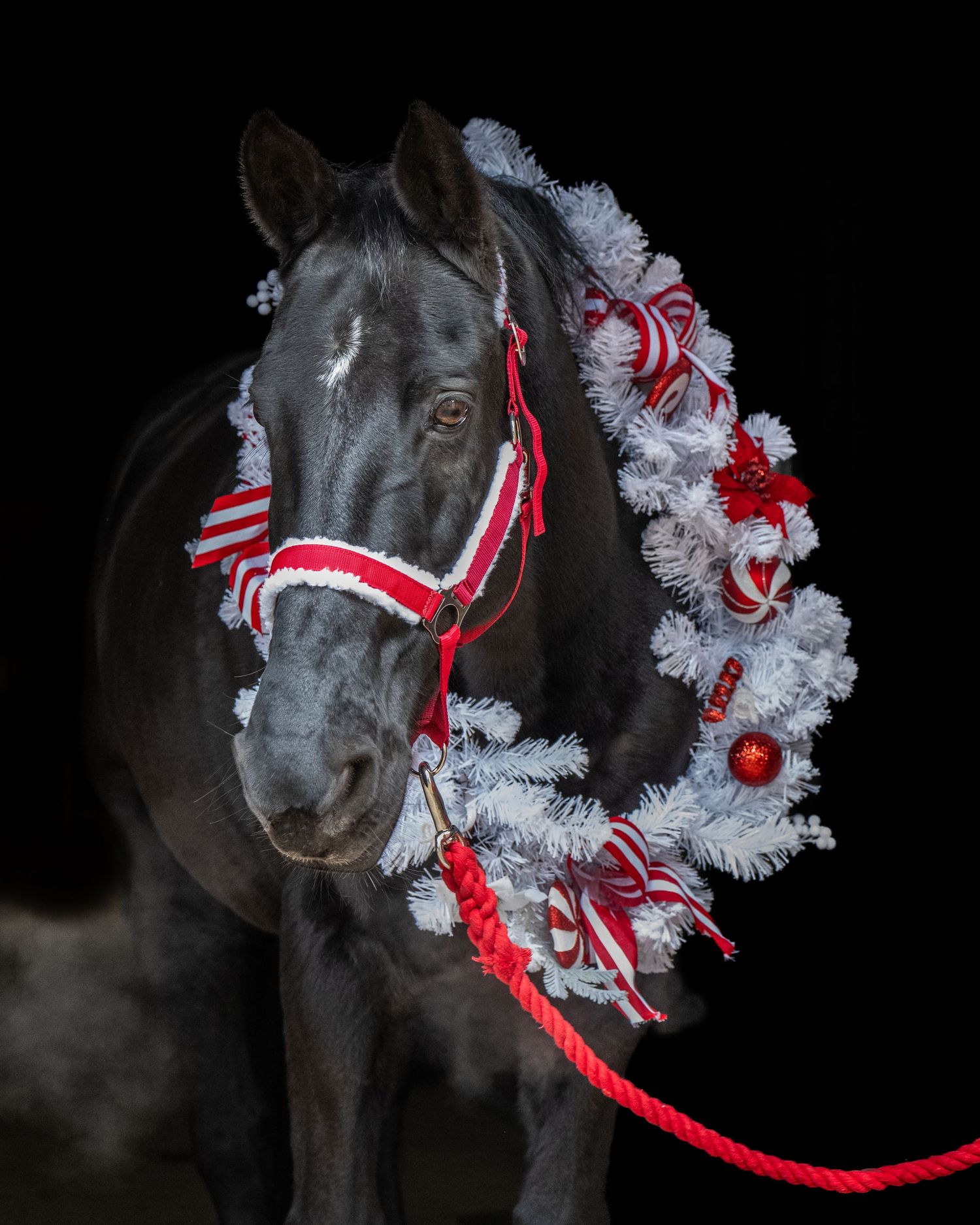 Dark horse wearing red and white striped halter and decorated Christmas wreath against black background.
