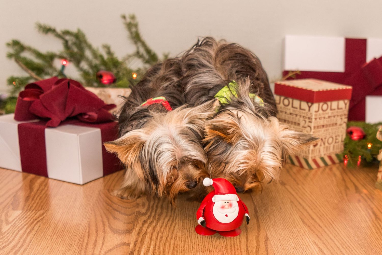 Two Yorkshire Terriers dog suspiciously sniff a small metal Santa next to Christmas presents and decorations