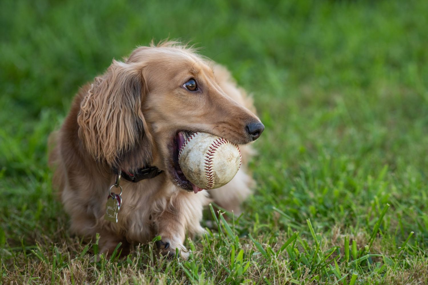 Long-haired dachshund puppy holds a baseball in its mouth while standing in green grass.