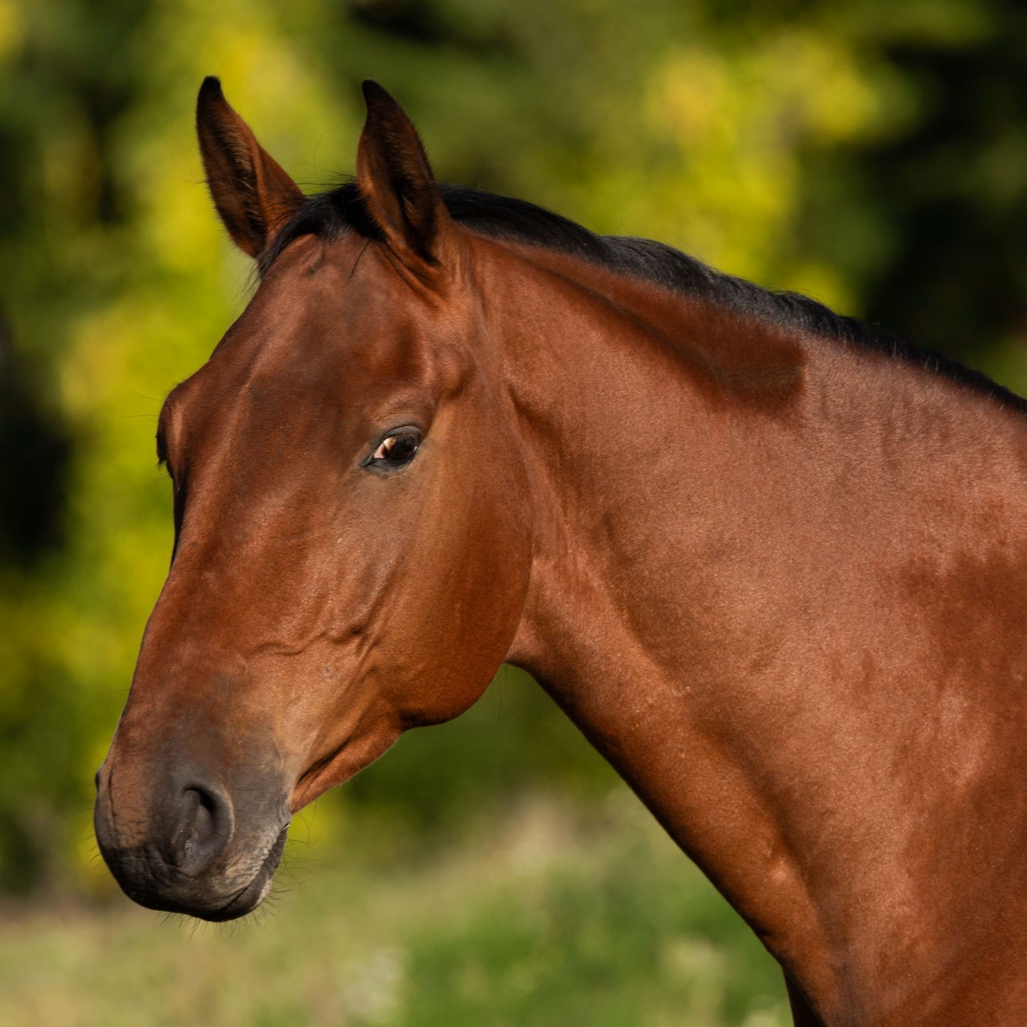 Close-up profile view of a bay horse's head against blurred green foliage background in natural lighting.