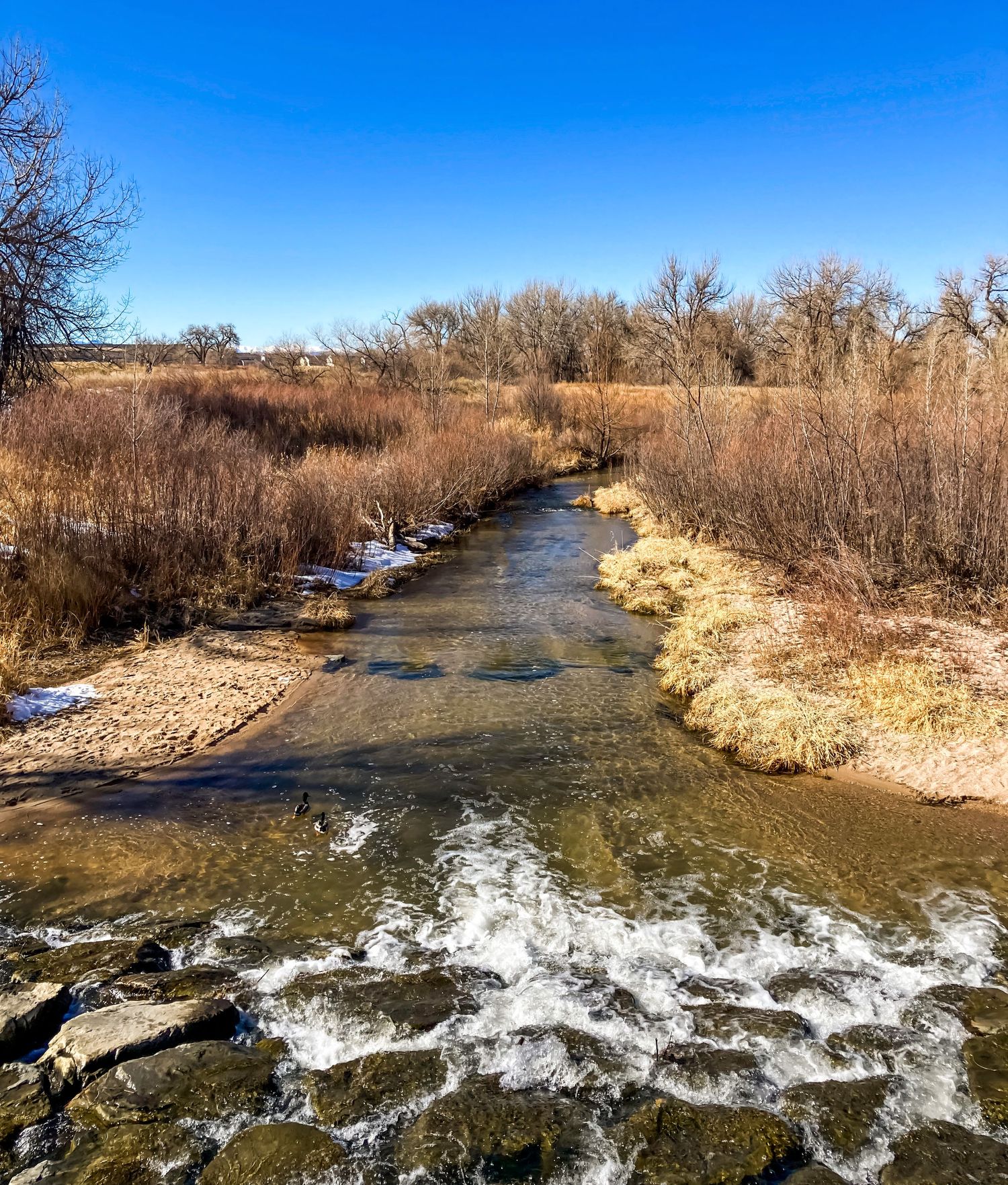 River in middle of image, yellow grass and tall brown bushes either side of river, blue sky, bright day, rocks at front