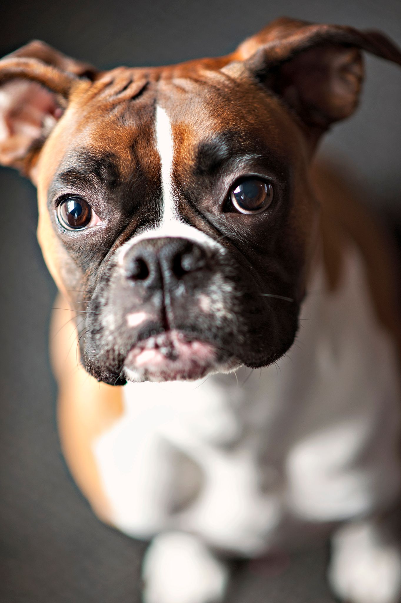 Pet photographer in Northern, NY