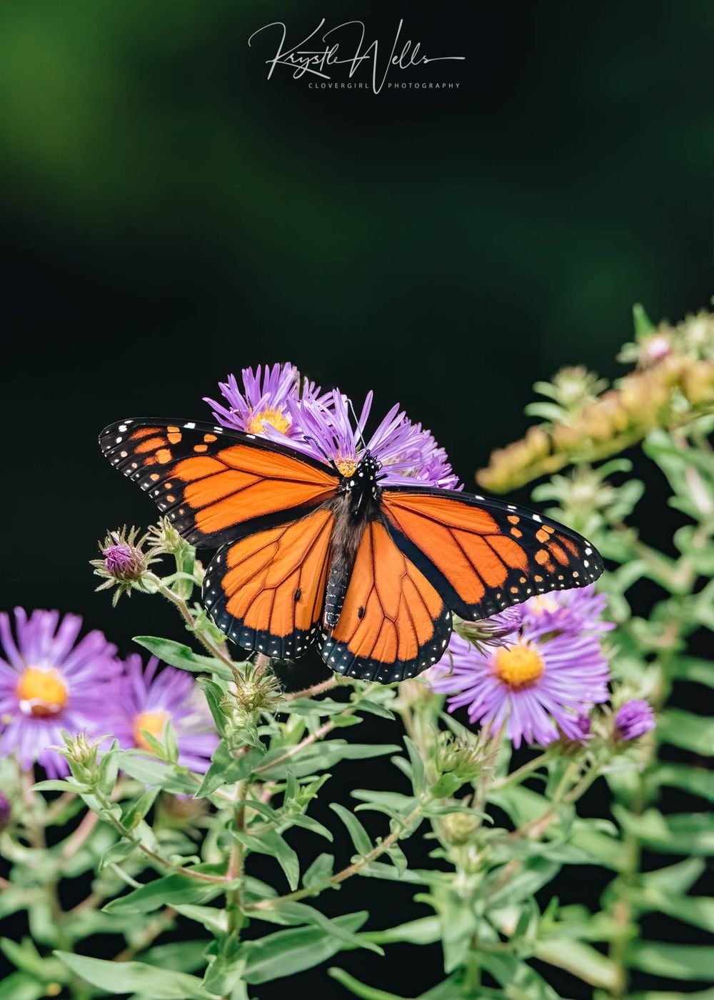 Monarch Butterfly on Aster Flowers - Clovergirl Photography By Krystle Wells