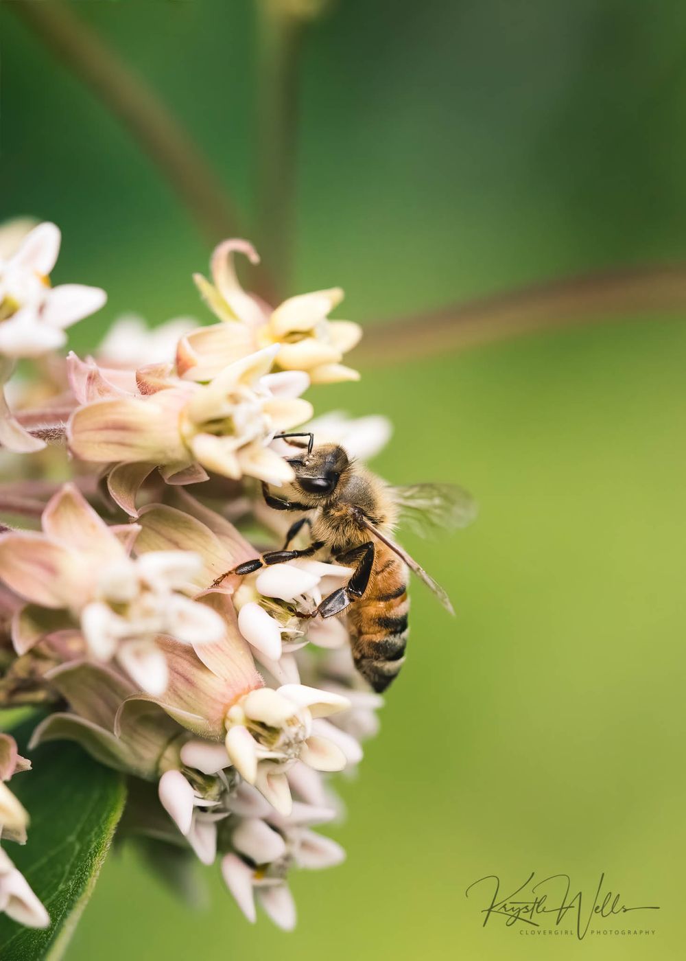 Clovergirl Photography By Krystle Wells