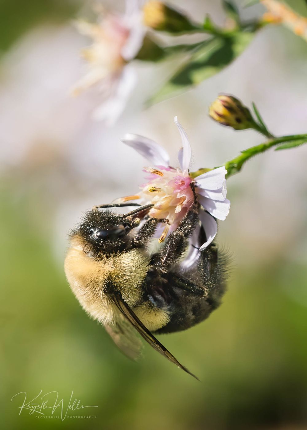 Clovergirl Photography By Krystle Wells