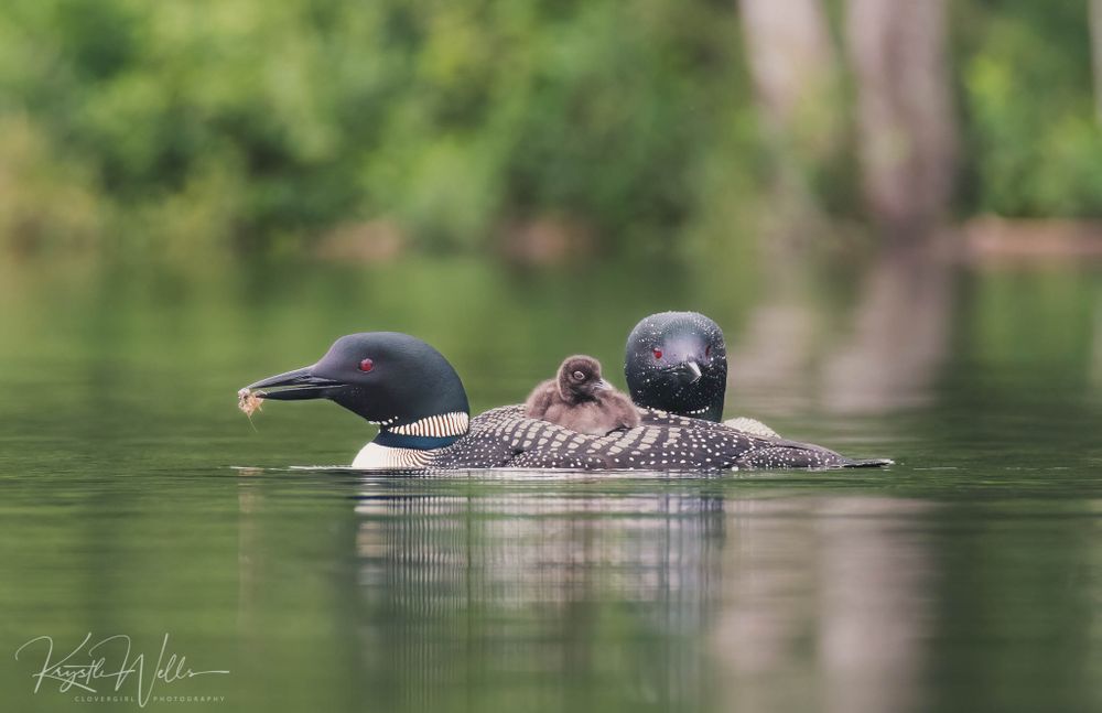 Clovergirl Photography By Krystle Wells