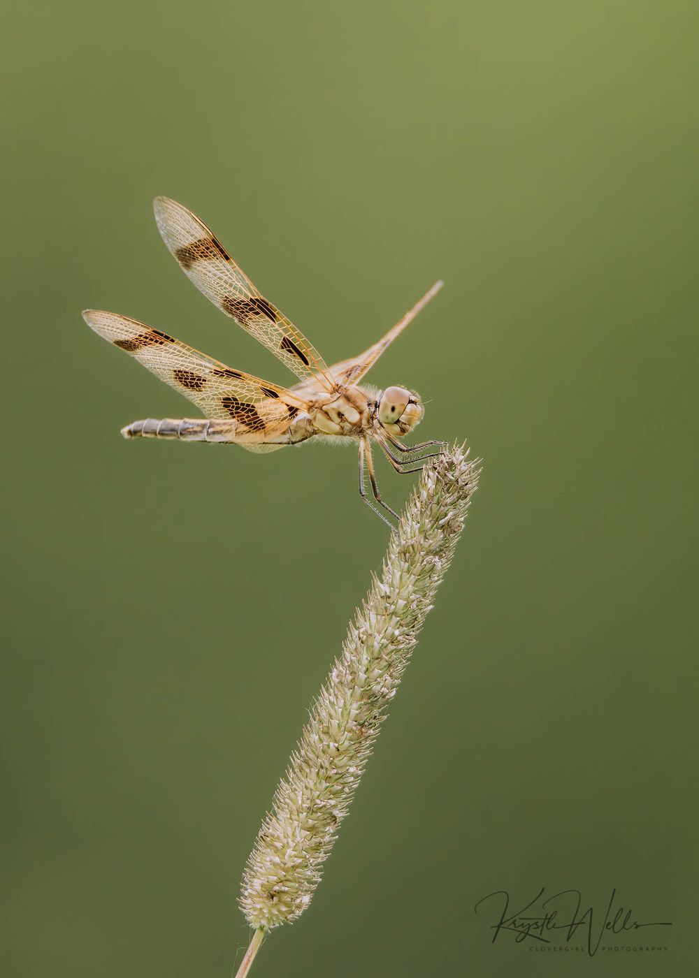 Clovergirl Photography By Krystle Wells