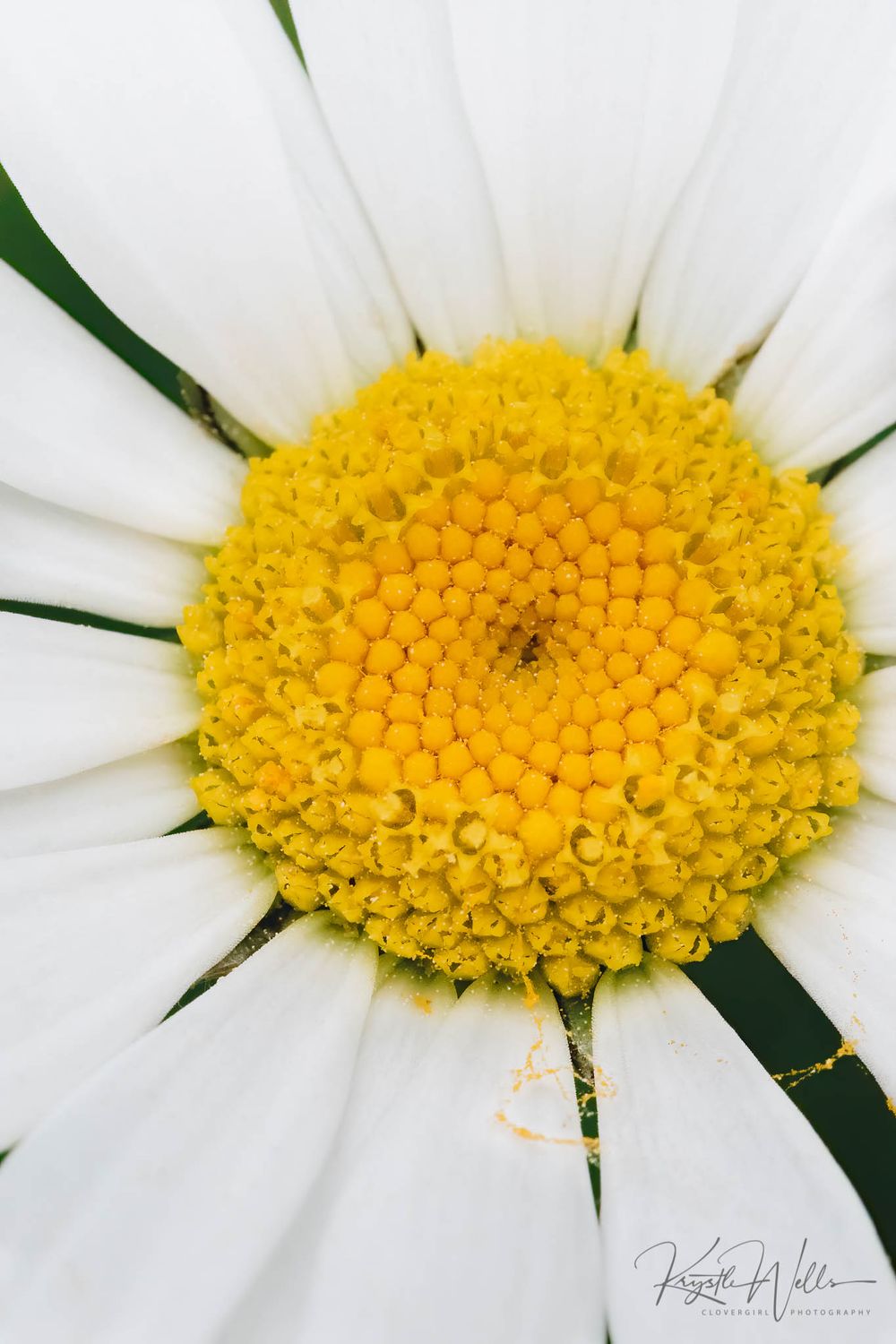 Clovergirl Photography By Krystle Wells