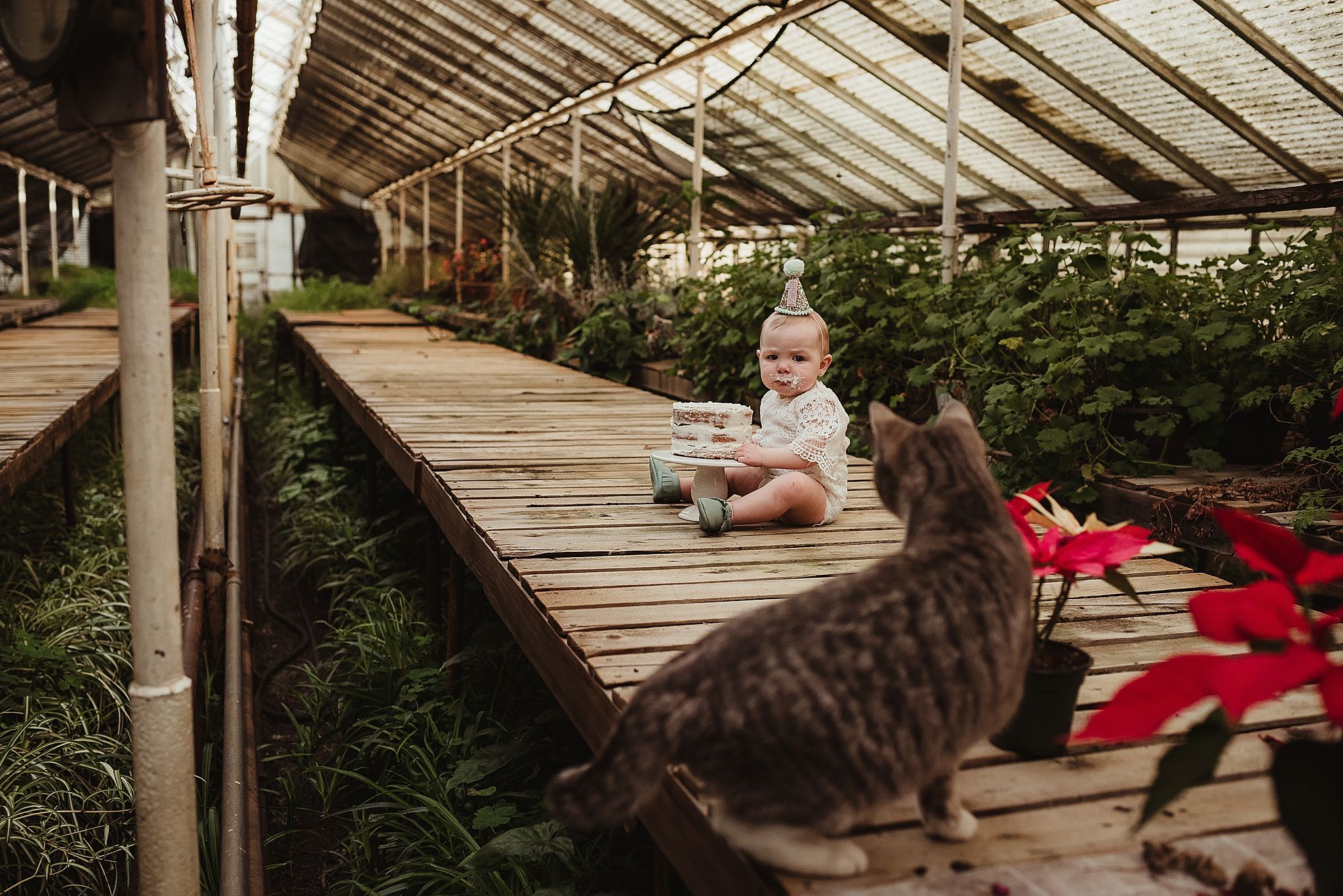 Baby and cat share a wooden greenhouse deck decorated with red poinsettias.