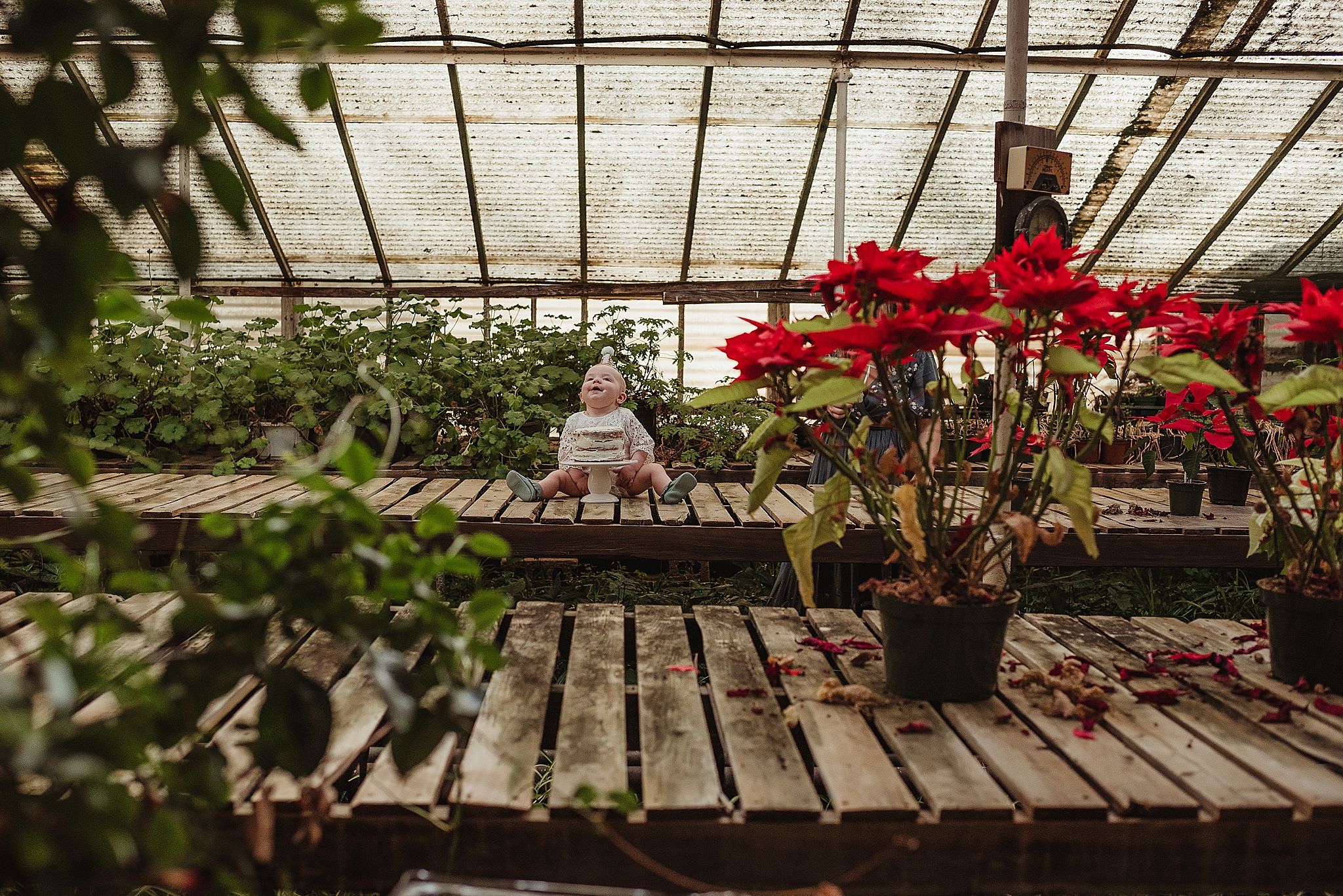 Red poinsettia flowers and plants displayed on wooden slats in a greenhouse setting.