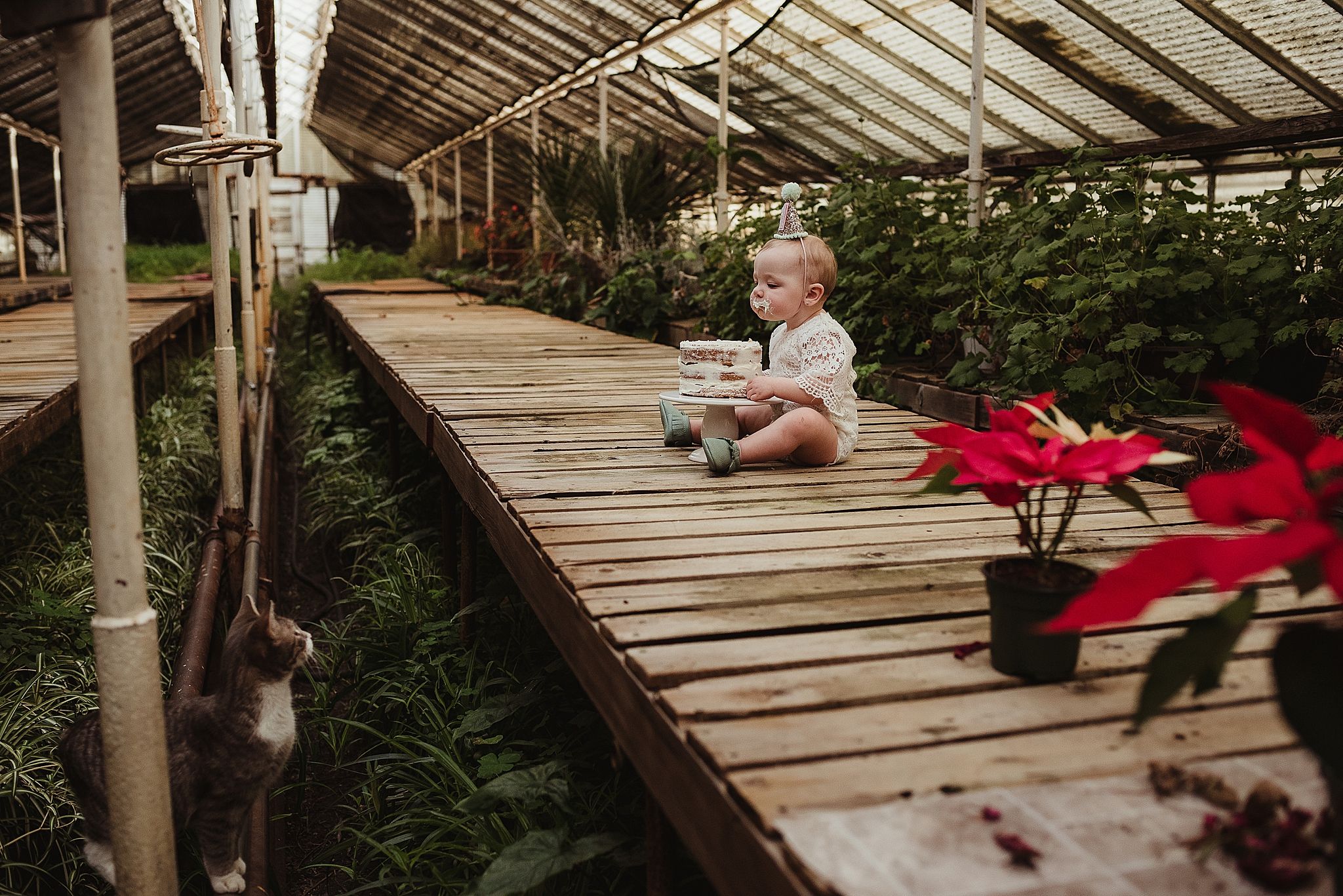 A greenhouse interior with a wooden walkway, vibrant red poinsettias, and a cat looking upward.