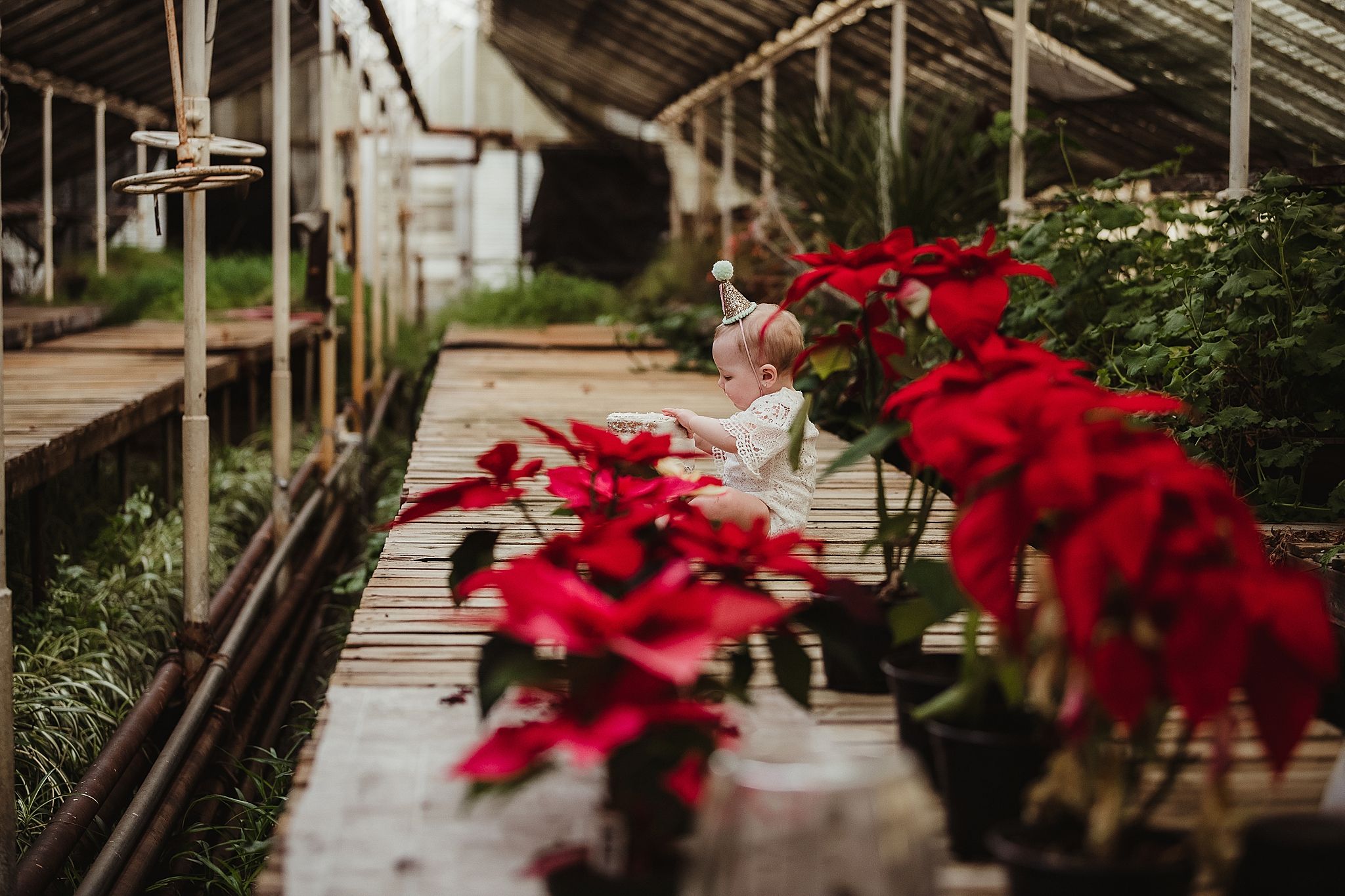 Interior of a greenhouse with wooden platforms and bright red poinsettias in bloom.