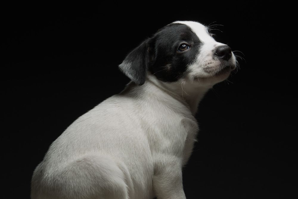 Puppies and Kitten Pet Portraits