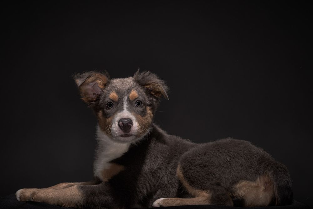 Puppies and Kitten Pet Portraits
