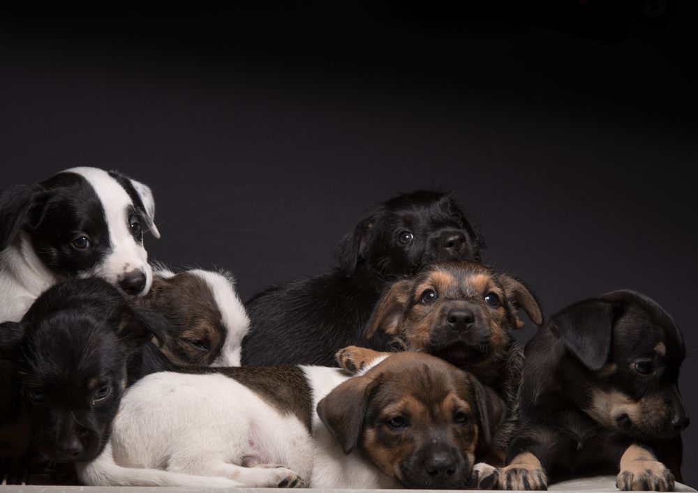 Puppies and Kitten Pet Portraits