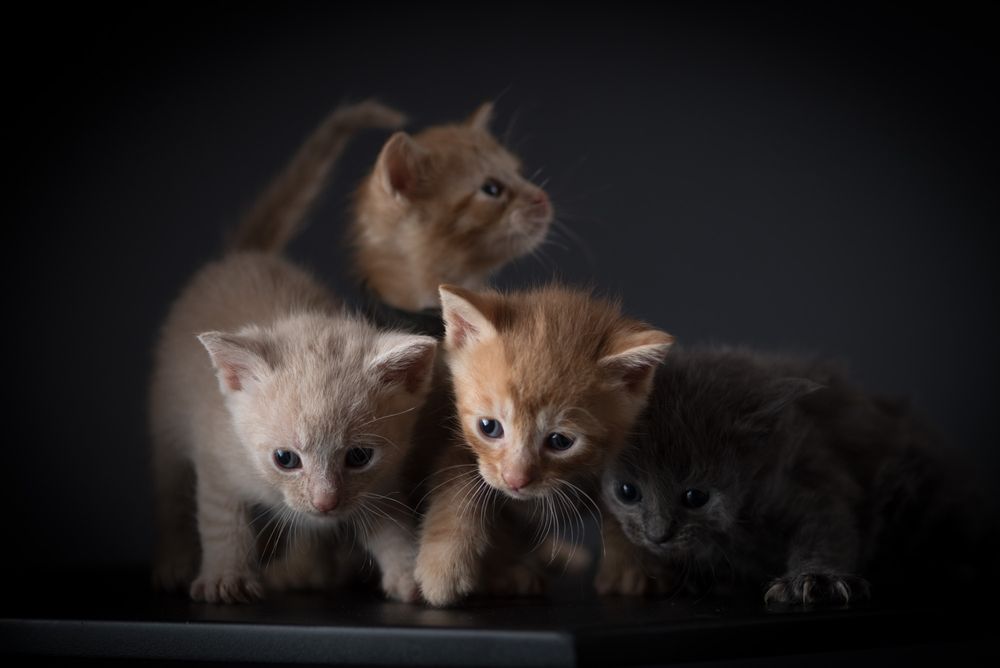 Puppies and Kitten Pet Portraits