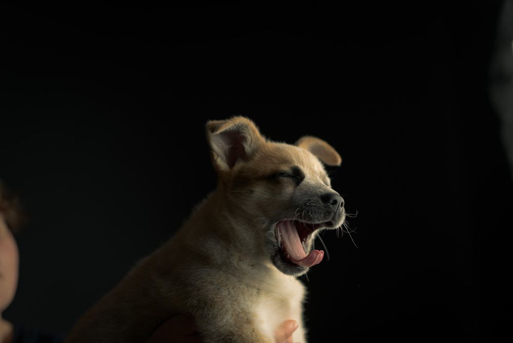 Puppies and Kitten Pet Portraits