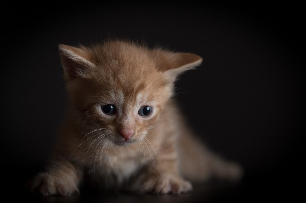 Puppies and Kitten Pet Portraits
