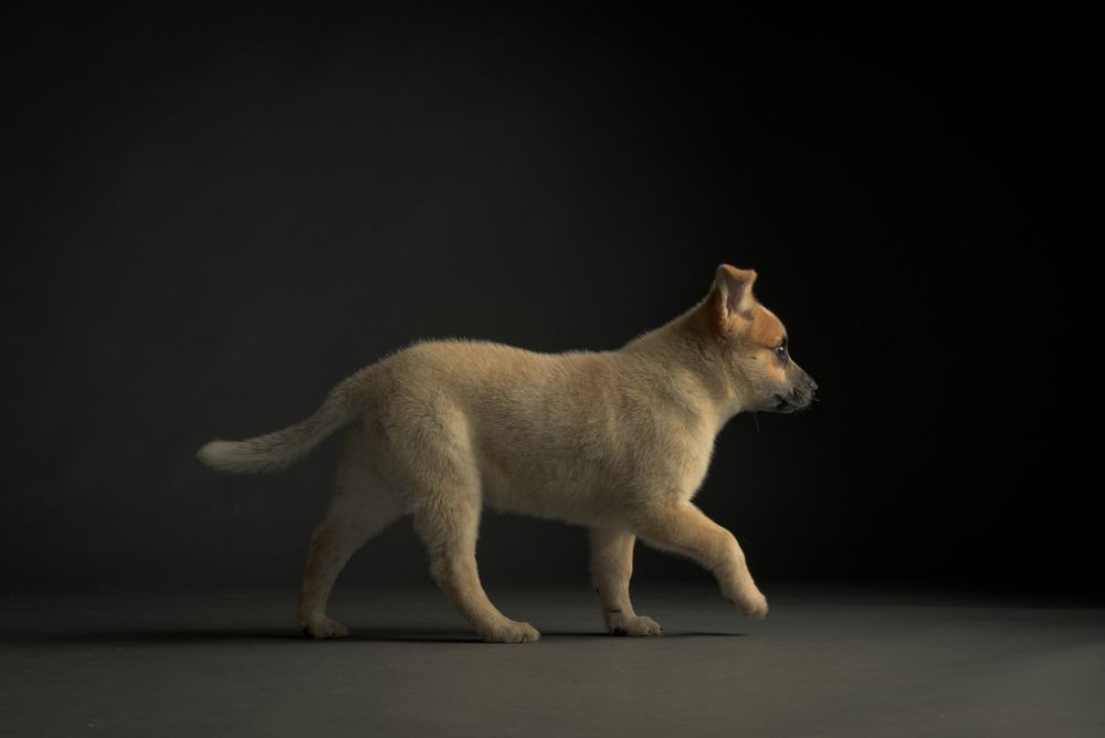Puppies and Kitten Pet Portraits
