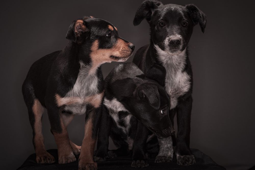 Puppies and Kitten Pet Portraits