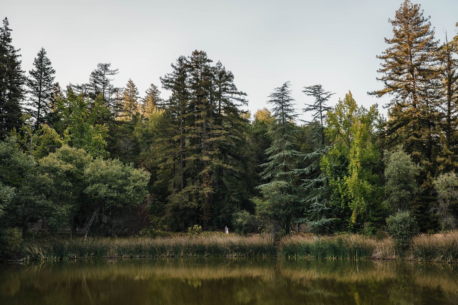 Serene lake surrounded by tall evergreen trees in a peaceful forest setting during golden hour.