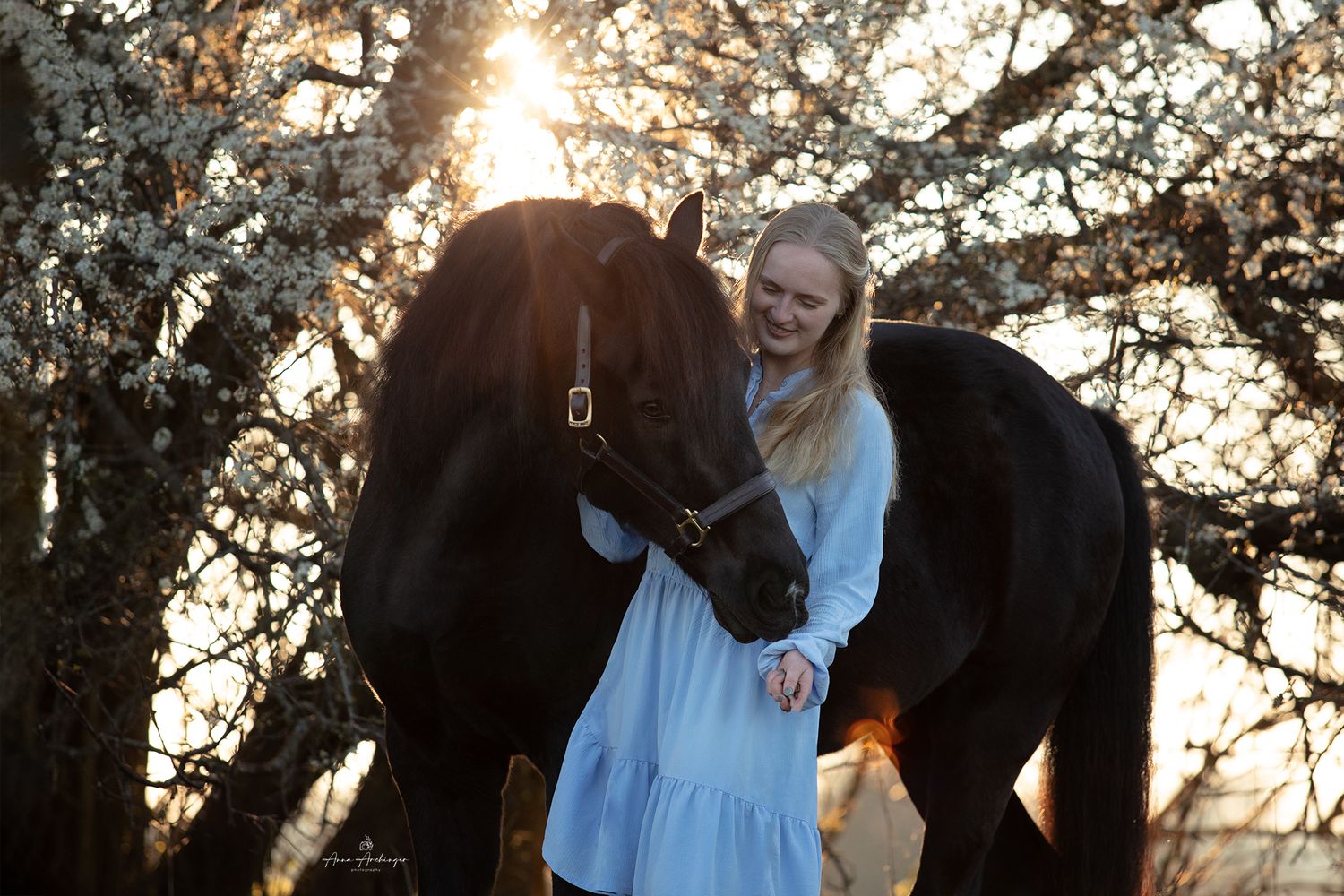 A dark horse stands among blooming trees at sunset with soft backlighting.