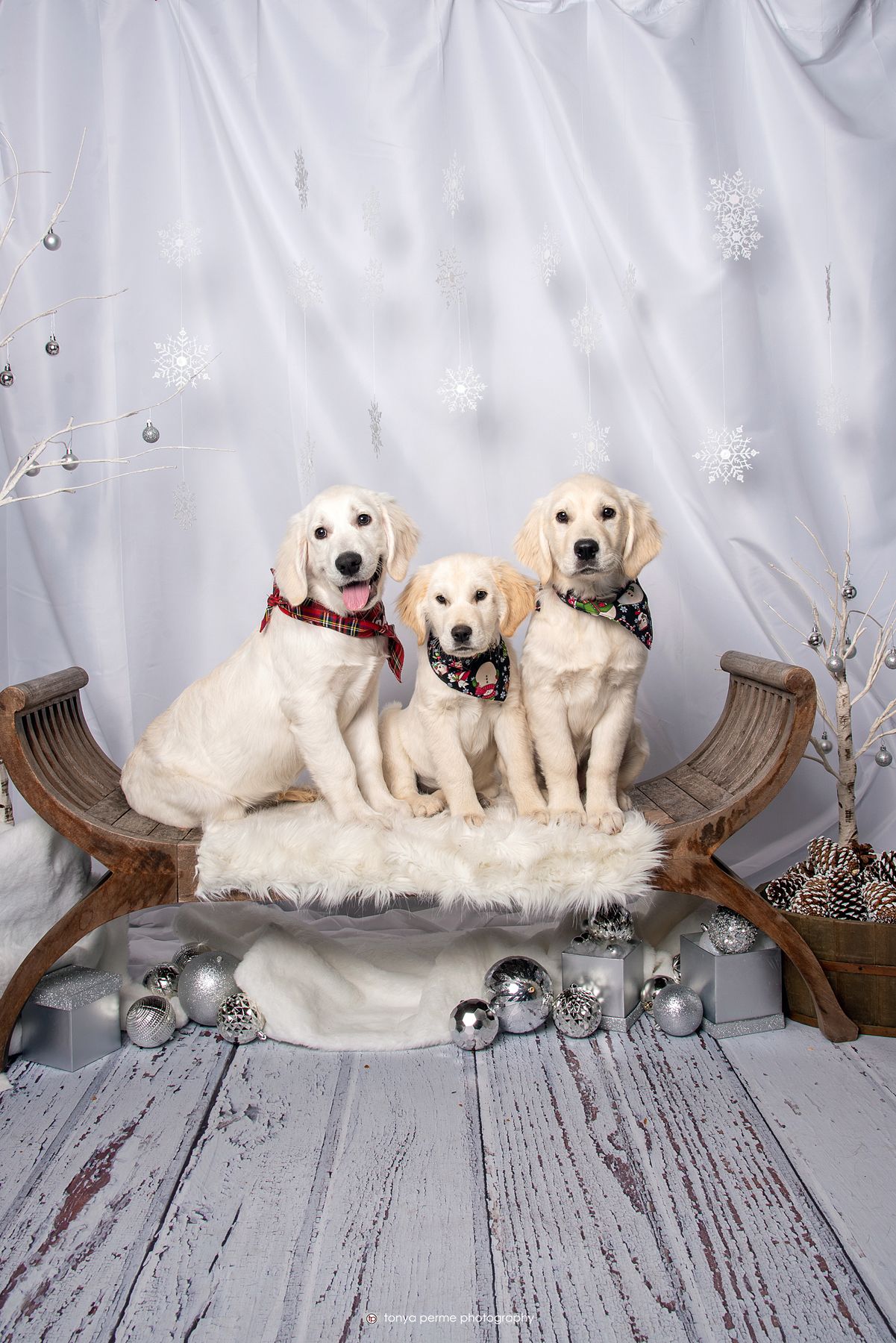 Labrador retriever puppies with silver background