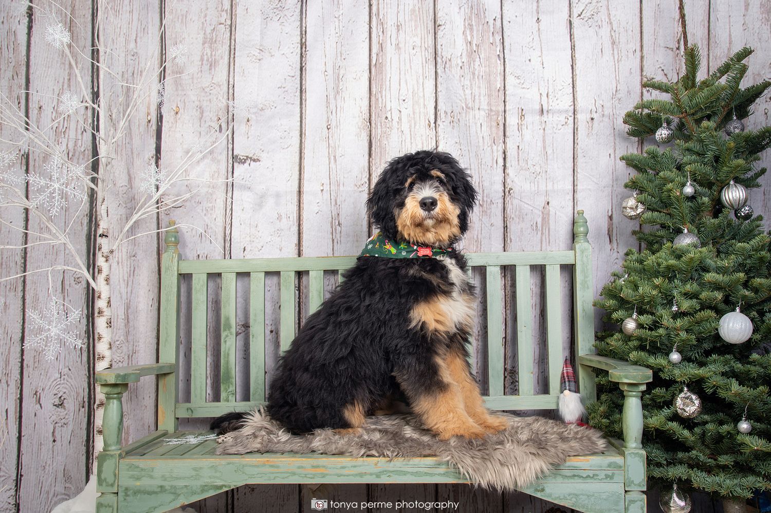Bernadoodle on bench with Christmas Trees