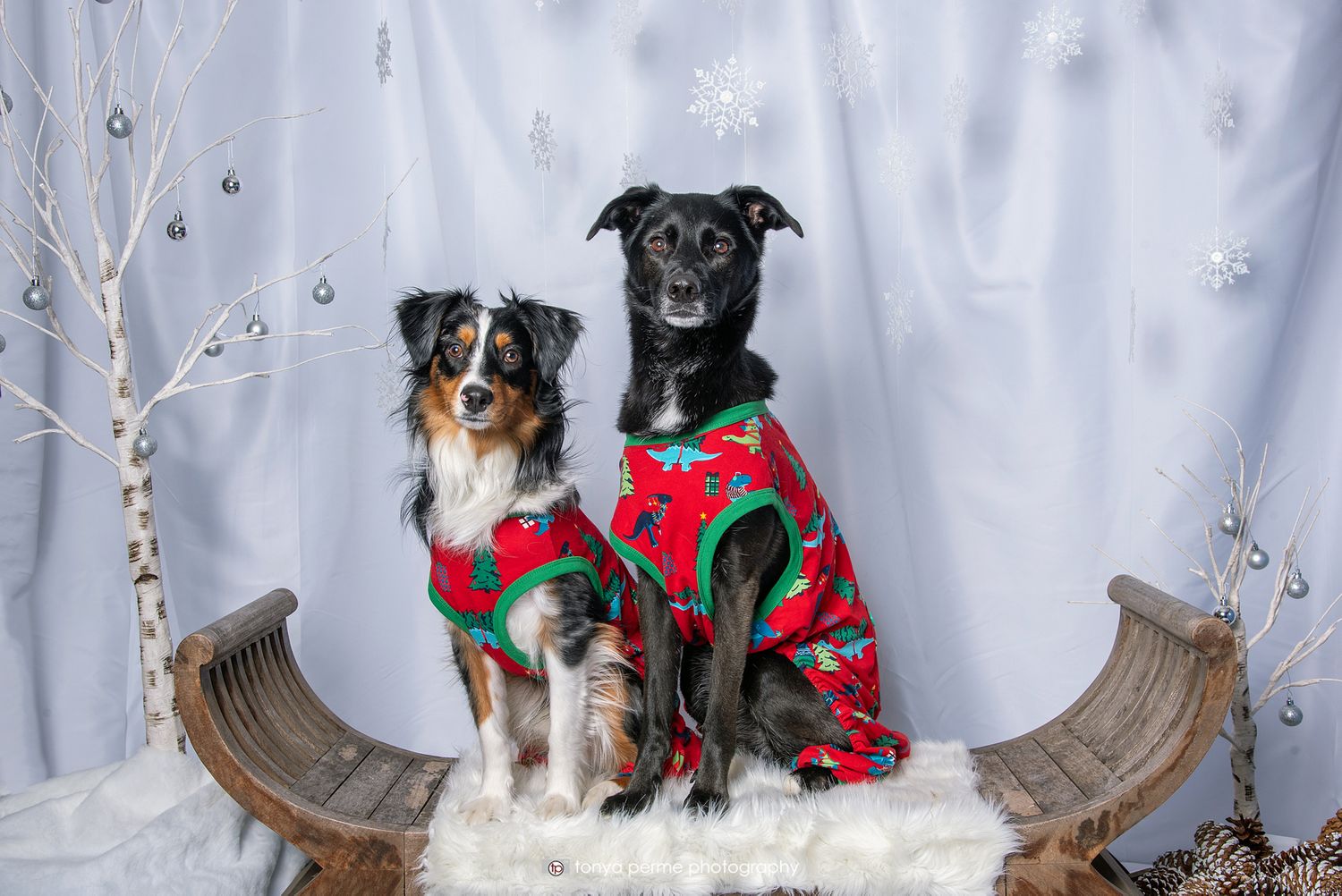Australian Shepherd and mix breed dogs with snowflake background